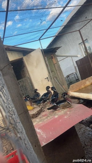 fazani pauni rate si gaste exotice - imagine 4 fazani pauni rate si gaste exotice - imagine 4