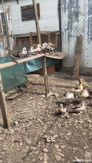 fazani pauni rate si gaste exotice - imagine 5 fazani pauni rate si gaste exotice - imagine 5