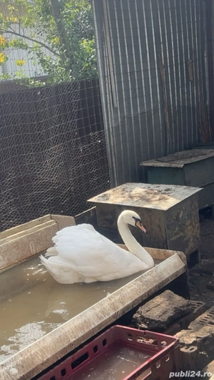 fazani pauni rate si gaste exotice - imagine 2 fazani pauni rate si gaste exotice - imagine 2