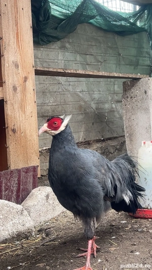 fazani pauni rate si gaste exotice - imagine 3 fazani pauni rate si gaste exotice - imagine 3