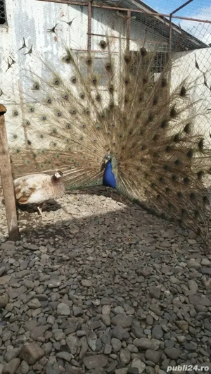 fazani pauni rate si gaste exotice