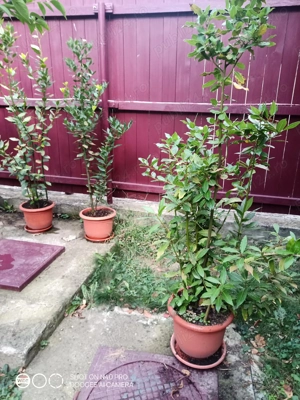 Vind dafini din Spania.