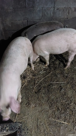 porci 80 kg rasă mixtă 