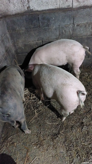 porci 80 kg rasă mixtă  - imagine 2