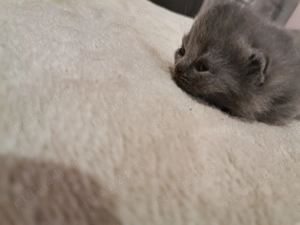 Puiuti british - imagine 2