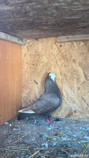 porumbei mookee - imagine 2