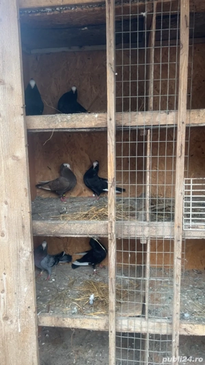 porumbei mookee - imagine 3