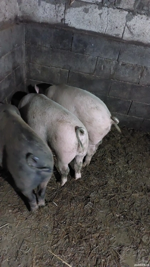 porci 80 kg rasă mixtă  - imagine 5