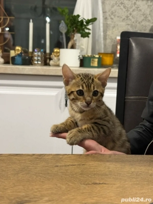 Pui de pisica bengal - imagine 2