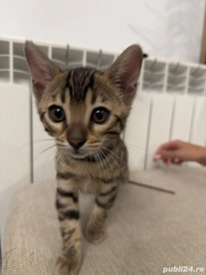 Pui de pisica bengal - imagine 3