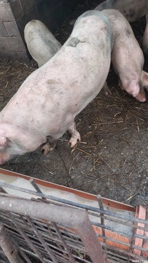 scroafa 180 kg rasă mixtă  - imagine 3 scroafa 180 kg rasă mixtă  - imagine 3