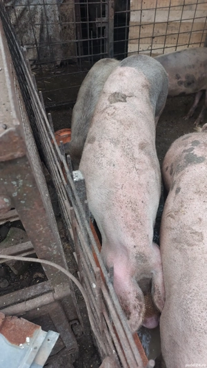 scroafa 180 kg rasă mixtă  - imagine 4 scroafa 180 kg rasă mixtă  - imagine 4