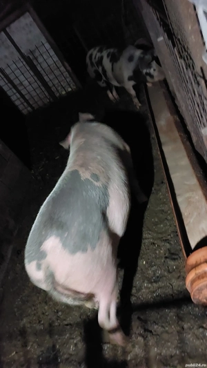 scroafa 180 kg rasă mixtă  - imagine 2 scroafa 180 kg rasă mixtă  - imagine 2