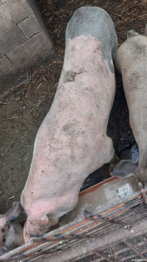 scroafa 180 kg rasă mixtă  - imagine 5 scroafa 180 kg rasă mixtă  - imagine 5