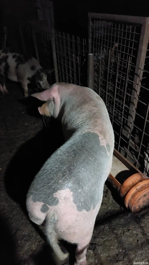 scroafa 180 kg rasă mixtă 