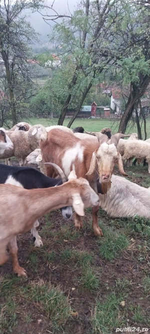 Vând capre 15 femele si 1 mascul - imagine 2