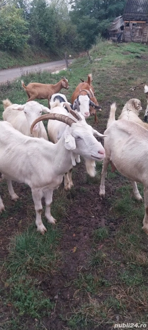 Vând capre 15 femele si 1 mascul
