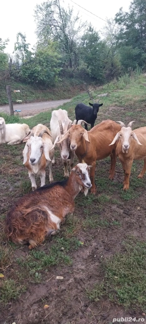 Vând capre 15 femele si 1 mascul - imagine 3