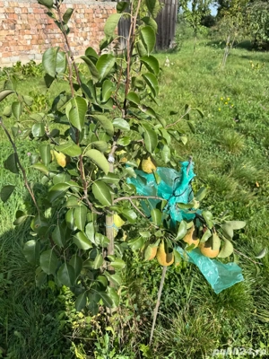 Casa de Vanzare  GORNESTI- Renovata 2025 semifinisata. - imagine 6