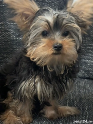 Yorkshire Terrier
