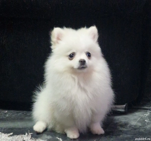 pomeranian spitz