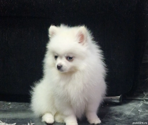 pomeranian spitz - imagine 2 pomeranian spitz - imagine 2