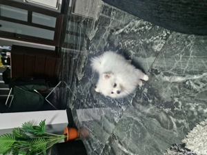 pomeranian spitz - imagine 3 pomeranian spitz - imagine 3