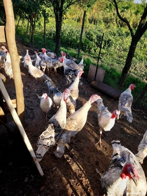 De vânzare! - imagine 2 De vânzare! - imagine 2