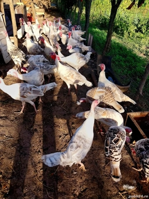 De vânzare! - imagine 3 De vânzare! - imagine 3