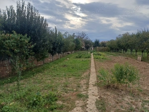 Vând teren  între ape Câmpia Turzii  - imagine 3