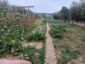 Vând teren  între ape Câmpia Turzii  - imagine 6