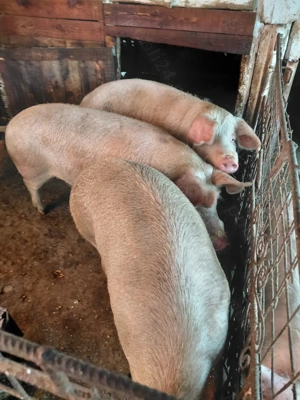 Vind porci 140 de kg