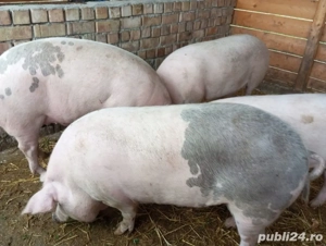Porci Marele Alb De Vanzare