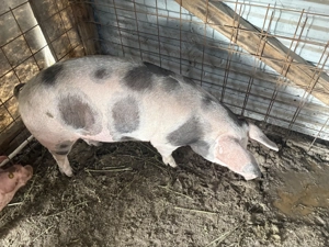 Vând porc pietrain-landras