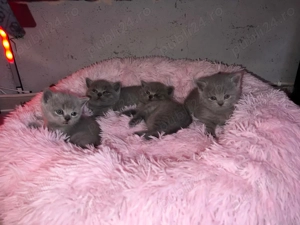 Vând pisici British 