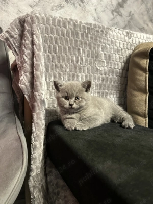 Vând pisici British  - imagine 2