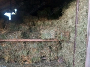 Vând baloți trifoi 15 lei bucata - imagine 4