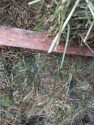 Vând baloți trifoi 15 lei bucata - imagine 5