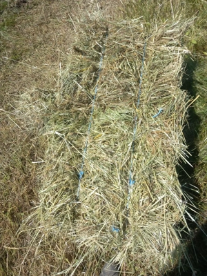 Vând baloți de iarba  13 lei bucata