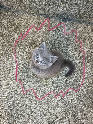 Pisicuți British Shorthair  - imagine 2