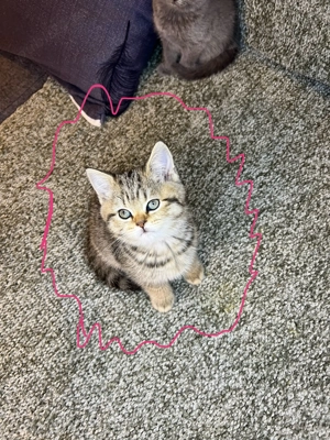 Pisicuți British Shorthair 