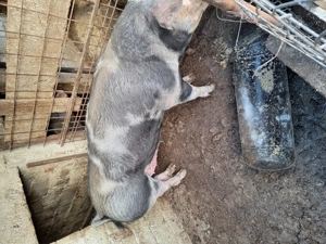 Vând porc de carne - imagine 3