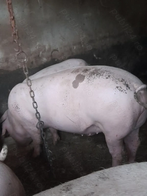 Porci de vanzare 