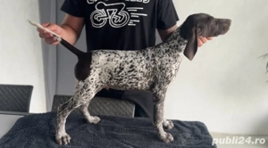 brac german cu parul scurt 