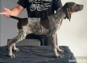 brac german cu parul scurt  - imagine 2 brac german cu parul scurt  - imagine 2