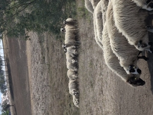 Se vinde turma de oi 