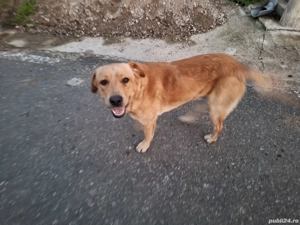 Adoptie de urgenta - Labrador - imagine 3