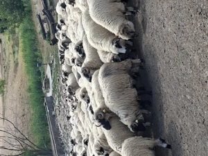 Se vinde turma de oi  - imagine 2