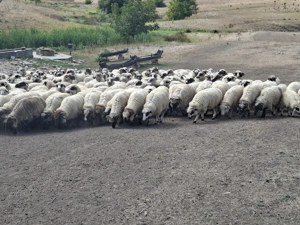 Se vinde turma de oi  - imagine 4