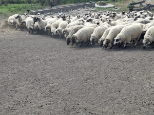 Se vinde turma de oi  - imagine 3